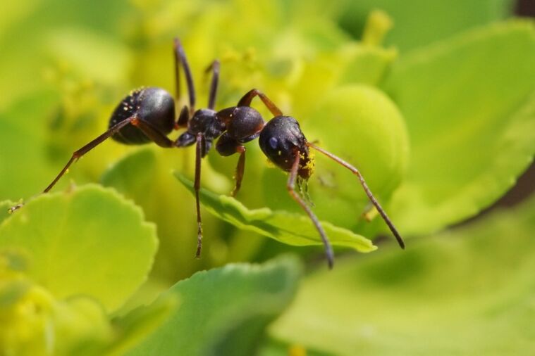 Ant against inflammation of the prostate